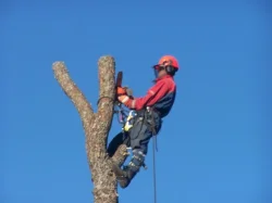 bīstamo koku zāģēšana, koku zāģēšana un - taisam koka siltumnicu - Piedāvājam