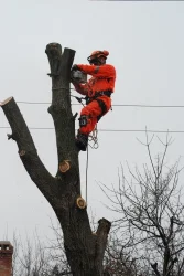 taisam koka siltumnicu - Piedāvājam - arborists - kokkopis , veicam bīstamo koku