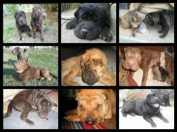 Предлагаем - домашней еде, (не - чертеж домашней пилорамы