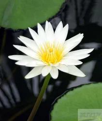 Продают - tonirovanie lv - тонирование избавит вас от: